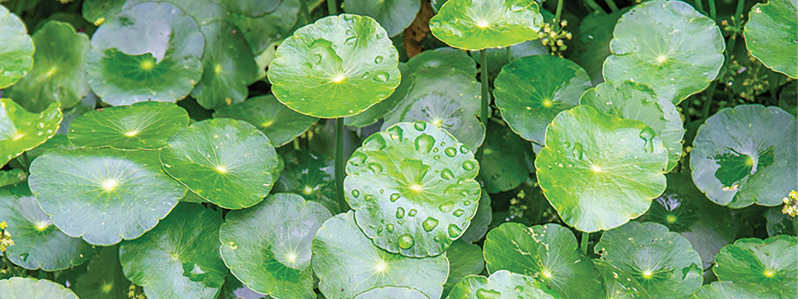 Comment intégrer la Centella Asiatica dans sa routine ?